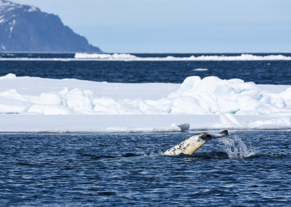 Eagle Eye Tours - Narwhals & Polar Bears: Pond Inlet