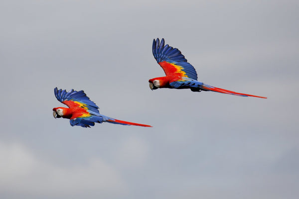 Eagle Eye Tours - Costa Rica: Caribbean Mountains to Coast