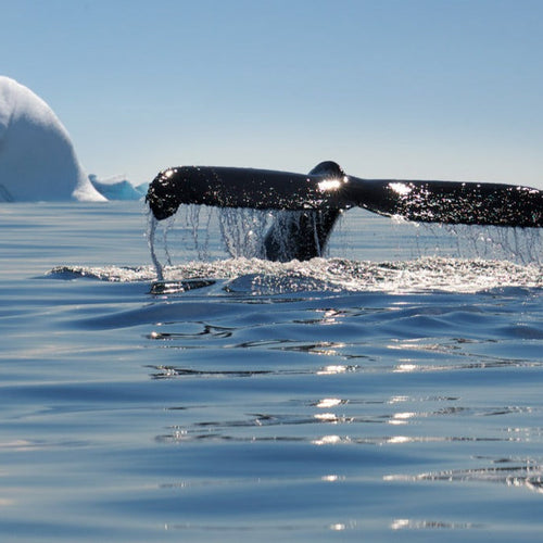 Antarctica Whale Journey for Feb 17 - 27, 2024 / Category 1