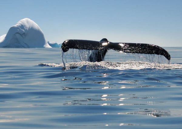 Eagle Eye Tours - Antarctica Whale Journey