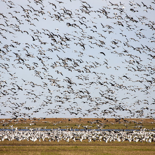 Saskatchewan Cranes & Geese for Sep 28, 2026 to Oct 3, 2026