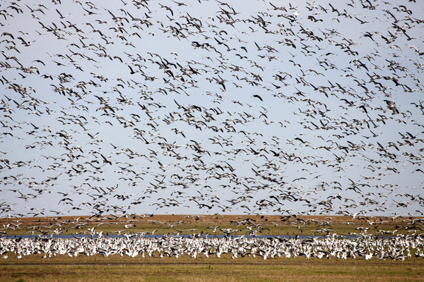 Eagle Eye Tours - Saskatchewan Cranes & Geese