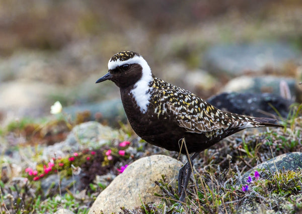 Eagle Eye Tours - Churchill & Southern Manitoba