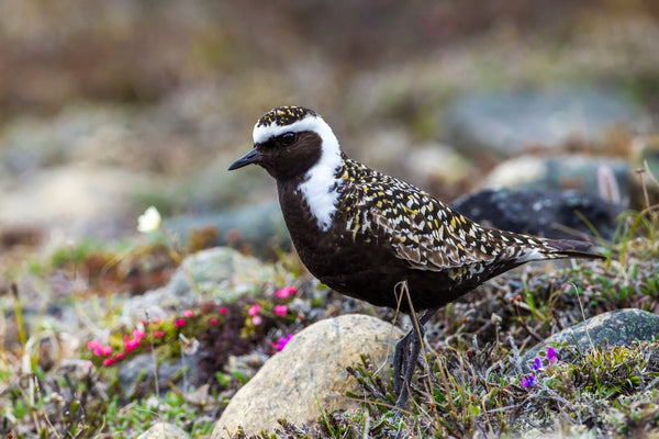 Eagle Eye Tours - High Arctic & Northwest Territories