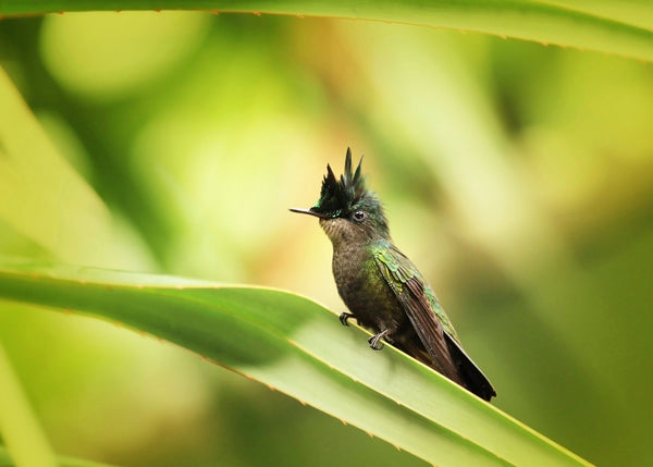 Eagle Eye Tours - Best of the Lesser Antilles