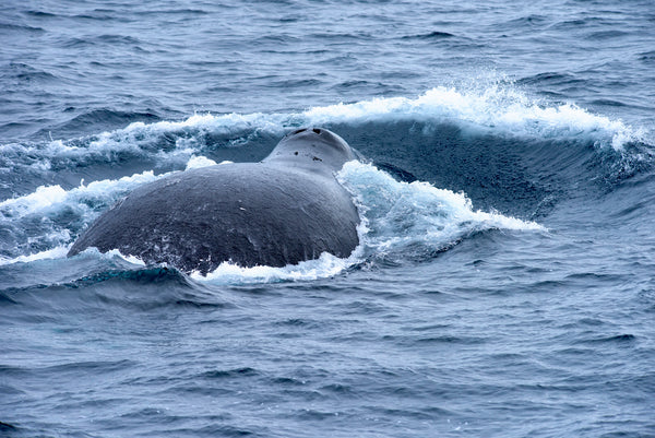 Eagle Eye Tours - Walrus & Bowhead Whales tour