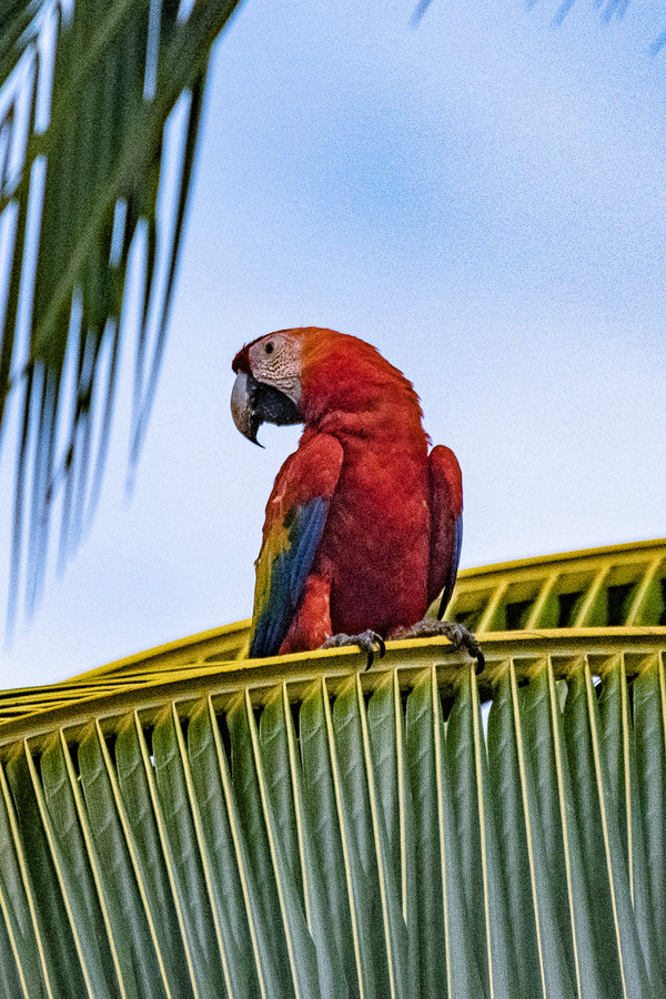 Eagle Eye Tours - Costa Rica & Panama Canal Cruise
