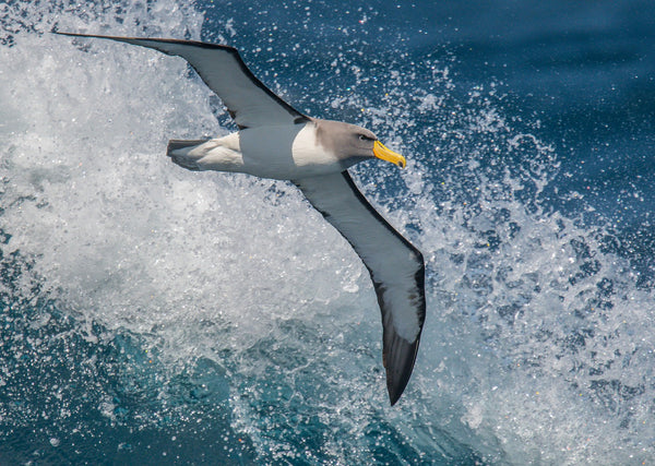Eagle Eye Tours - Birding Down Under Cruise