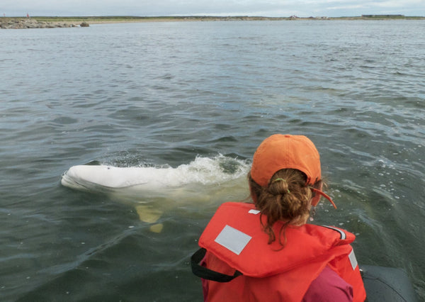 Eagle Eye Tours - Belugas, Bears & Birds