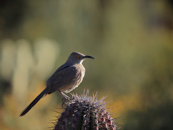 Eagle Eye Tours - Southeast Arizona