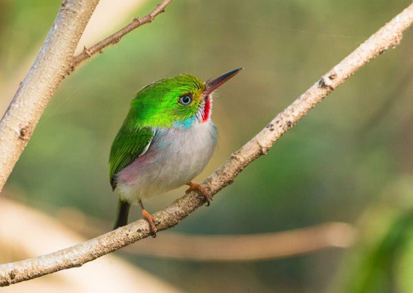 Eagle Eye Tours - Cuba