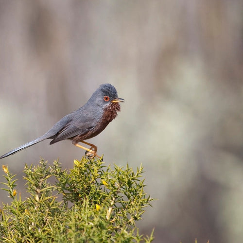 England Birds & Gardens: Southwest for Apr 28, 2027 to May 9, 2027