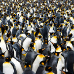 Antarctica, South Georgia & Falklands Cruise for Jan 9, 2027 to Jan 28, 2027