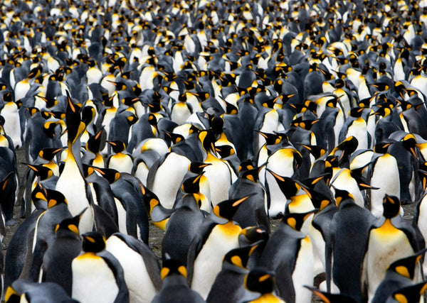 Eagle Eye Tours - Antarctica, South Georgia & Falklands Cruise