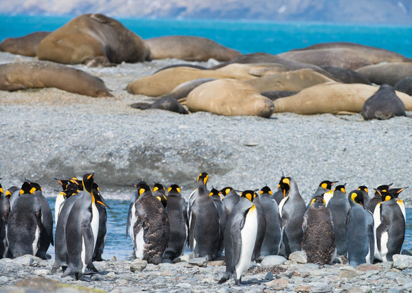 Eagle Eye Tours - Antarctica, South Georgia & Falklands Cruise
