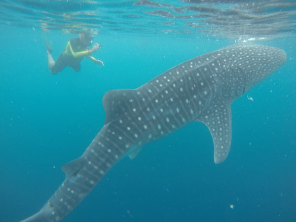 Eagle Eye Tours - Indonesia Sailing: Whale Sharks & Birds of Paradise