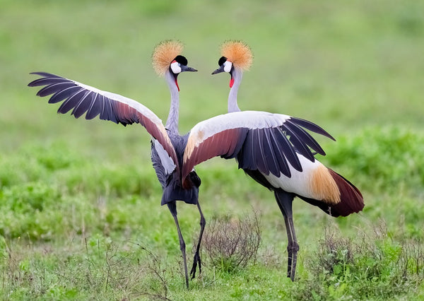 Eagle Eye Tours - Tanzania
