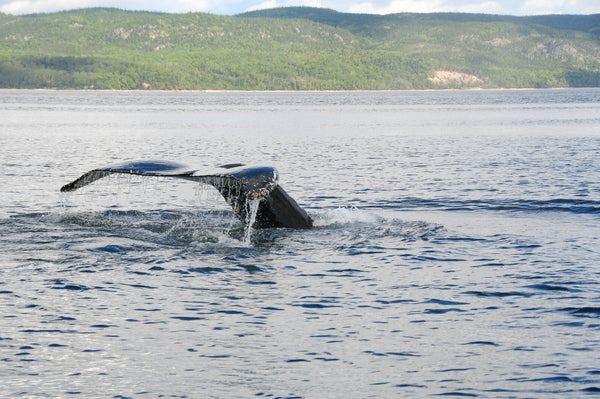 Eagle Eye Tours - Quebec Birds & Whales with Canadian Geographic