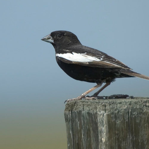 Alberta Birds & Dinosaurs for May 25, 2027 to May 29, 2027