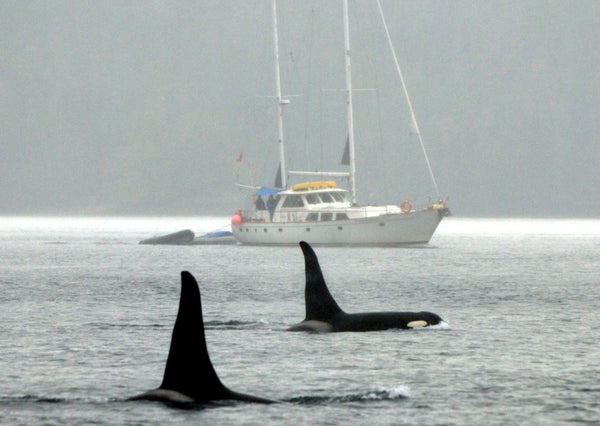 Eagle Eye Tours - Whales & Totems Sailing