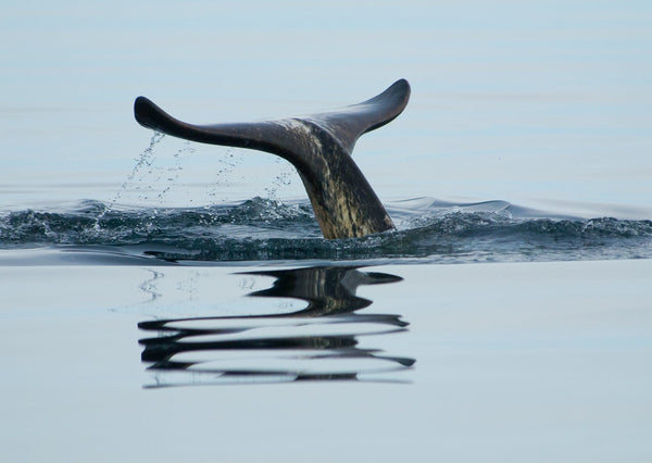 Eagle Eye Tours - Narwhals & Polar Bears: Pond Inlet
