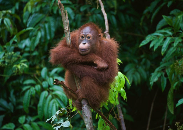Eagle Eye Tours - Borneo: Bristleheads & Orangutans