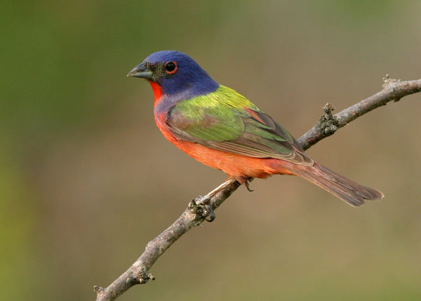 Eagle Eye Tours - Texas Spring Migration & Hill Country
