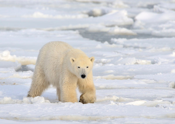 Eagle Eye Tours - Narwhals & Polar Bears: Pond Inlet