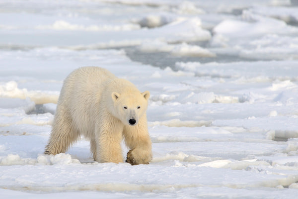 Eagle Eye Tours - Narwhals & Polar Bears: Naujaat