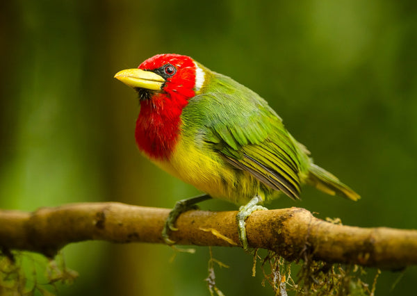 Eagle Eye Tours - Costa Rica Sampler Tour
