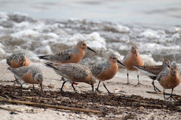 Eagle Eye Tours - Cape May Migration
