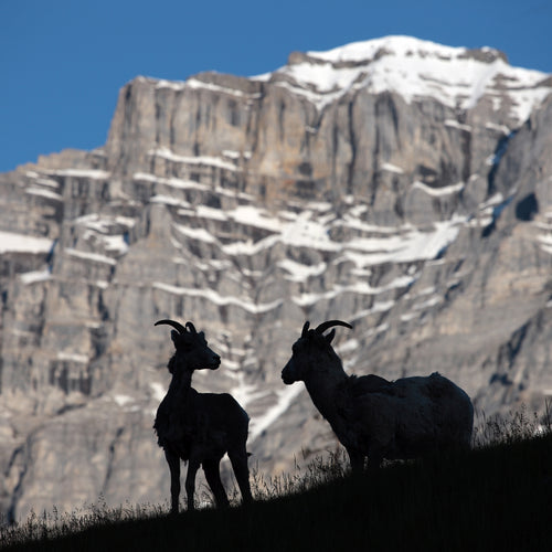 Birds & Conservation in the Columbia Valley for Jun 16 - 24, 2023