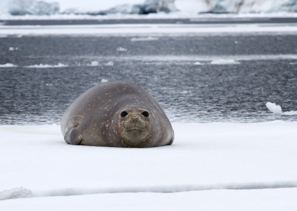 Eagle Eye Tours - Antarctica Journey to the Circle