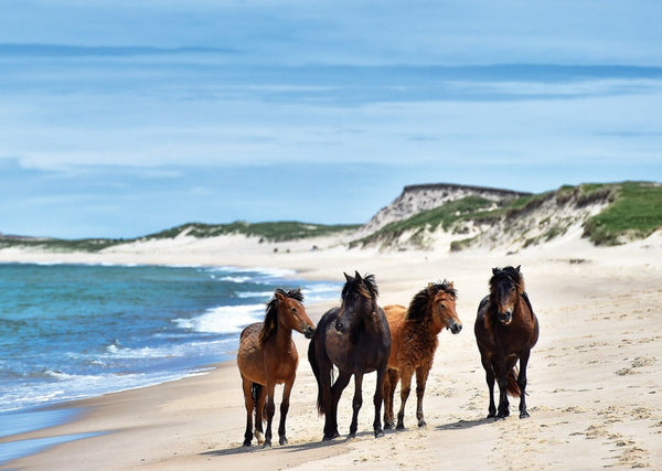 Eagle Eye Tours - Atlantic Island Odyssey