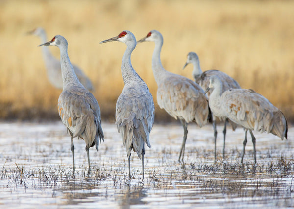 Eagle Eye Tours - Saskatchewan Whooping Cranes with Canadian Geographic