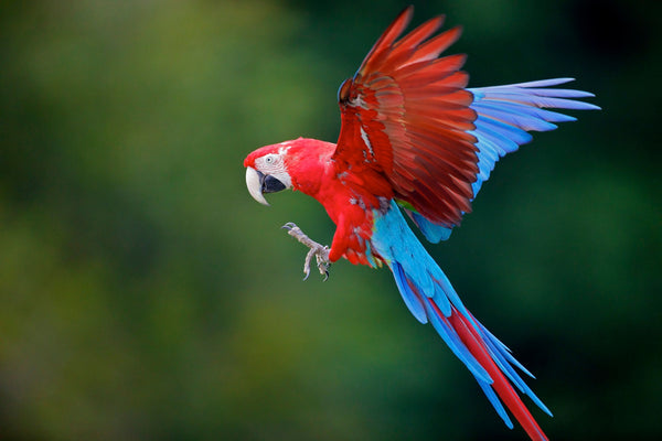 Eagle Eye Tours - Costa Rica Sampler Tour