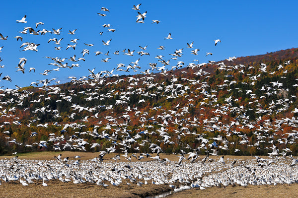 Eagle Eye Tours - Quebec Birds & Whales with Canadian Geographic