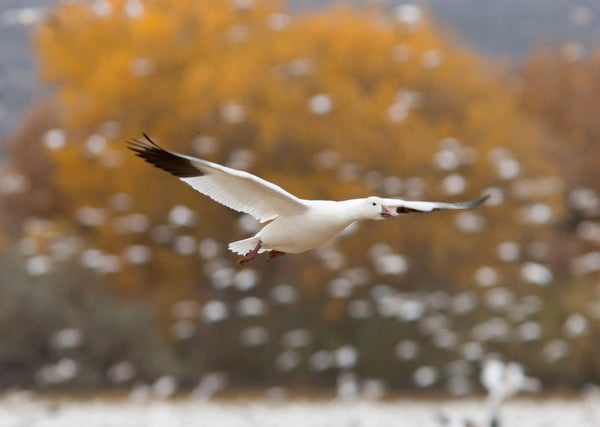 Eagle Eye Tours - Saskatchewan Cranes & Geese