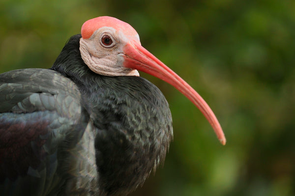 Eagle Eye Tours - South Africa: The Subtropics