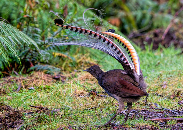 Eagle Eye Tours - Eastern Australia Tour