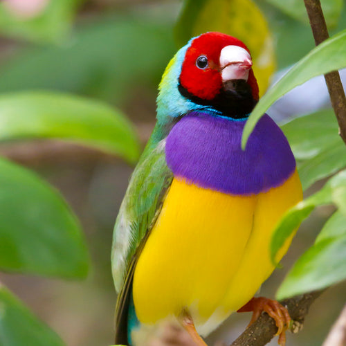 Tropical Australia Tour for Sep 11, 2026 to Sep 19, 2026