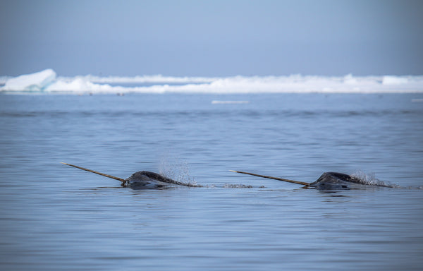 Eagle Eye Tours - Narwhals & Polar Bears: Arctic Bay