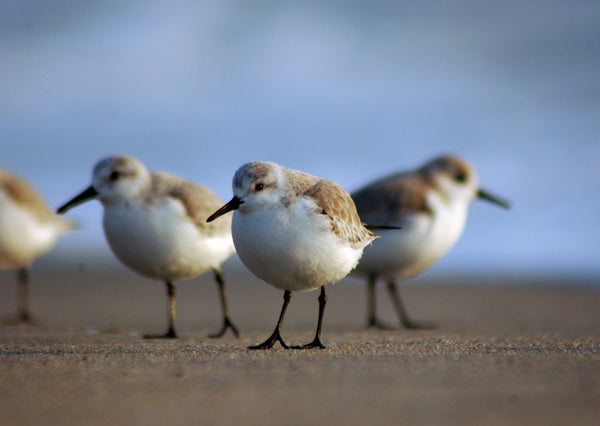 Eagle Eye Tours - British Columbia Shorebird Migration