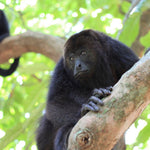 Costa Rica & Panama Canal Cruise for Mar 10 - 20, 2024