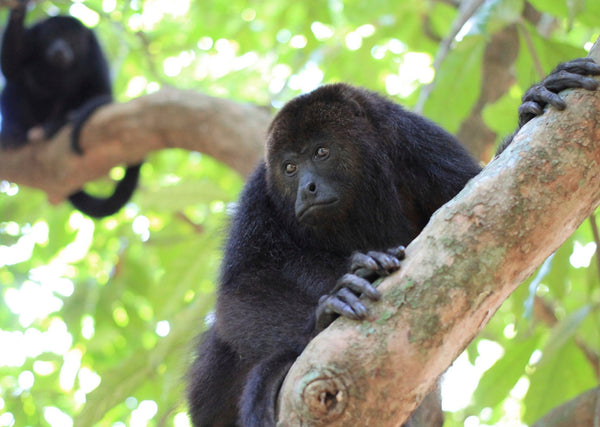 Eagle Eye Tours - Costa Rica & Panama Canal Cruise