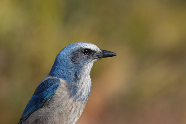 Eagle Eye Tours - Florida