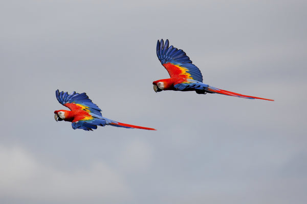 Eagle Eye Tours - Costa Rica: Caribbean Mountains to Coast