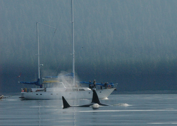 Eagle Eye Tours - Whales & Totems Sailing