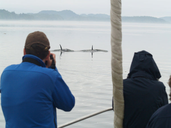 Eagle Eye Tours - Whales & Totems Sailing